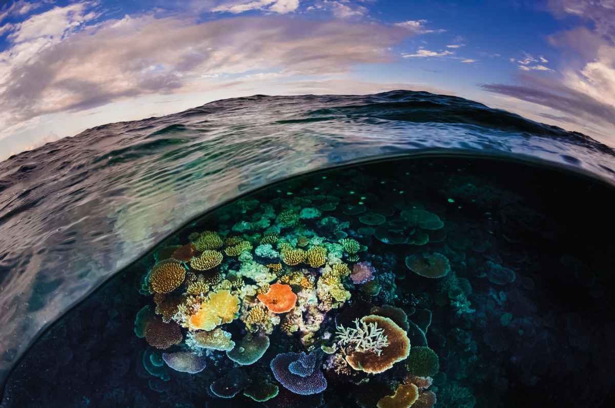Patagonia lanza una campaña mundial para proteger los océanos